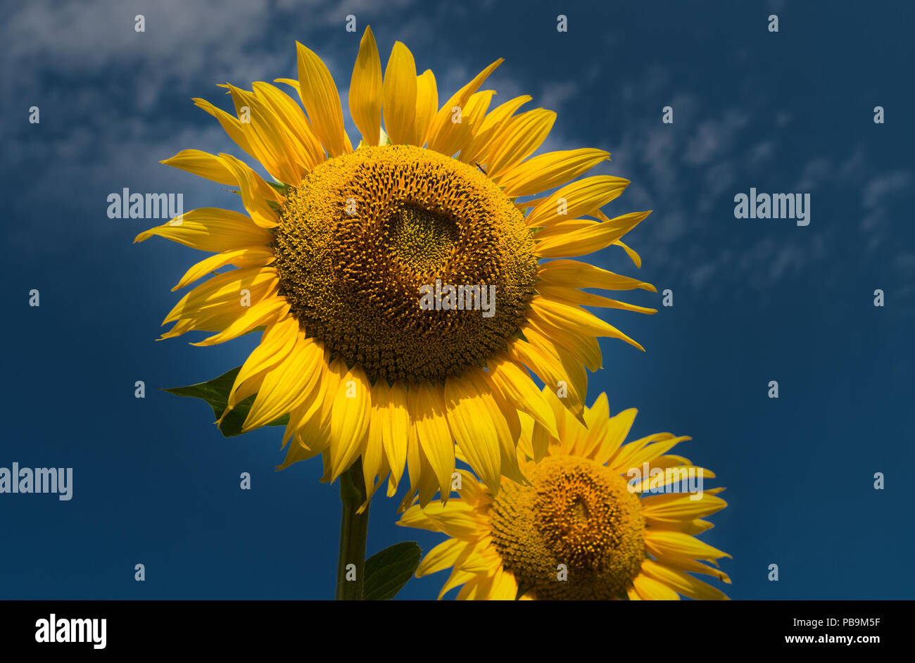 Sunflower in the sunflower field Stock Photo - Alamy