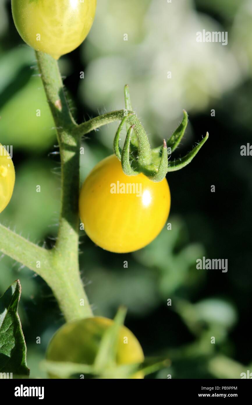 Yellow Tomato, Pear-shaped, Close-up Stock Photo