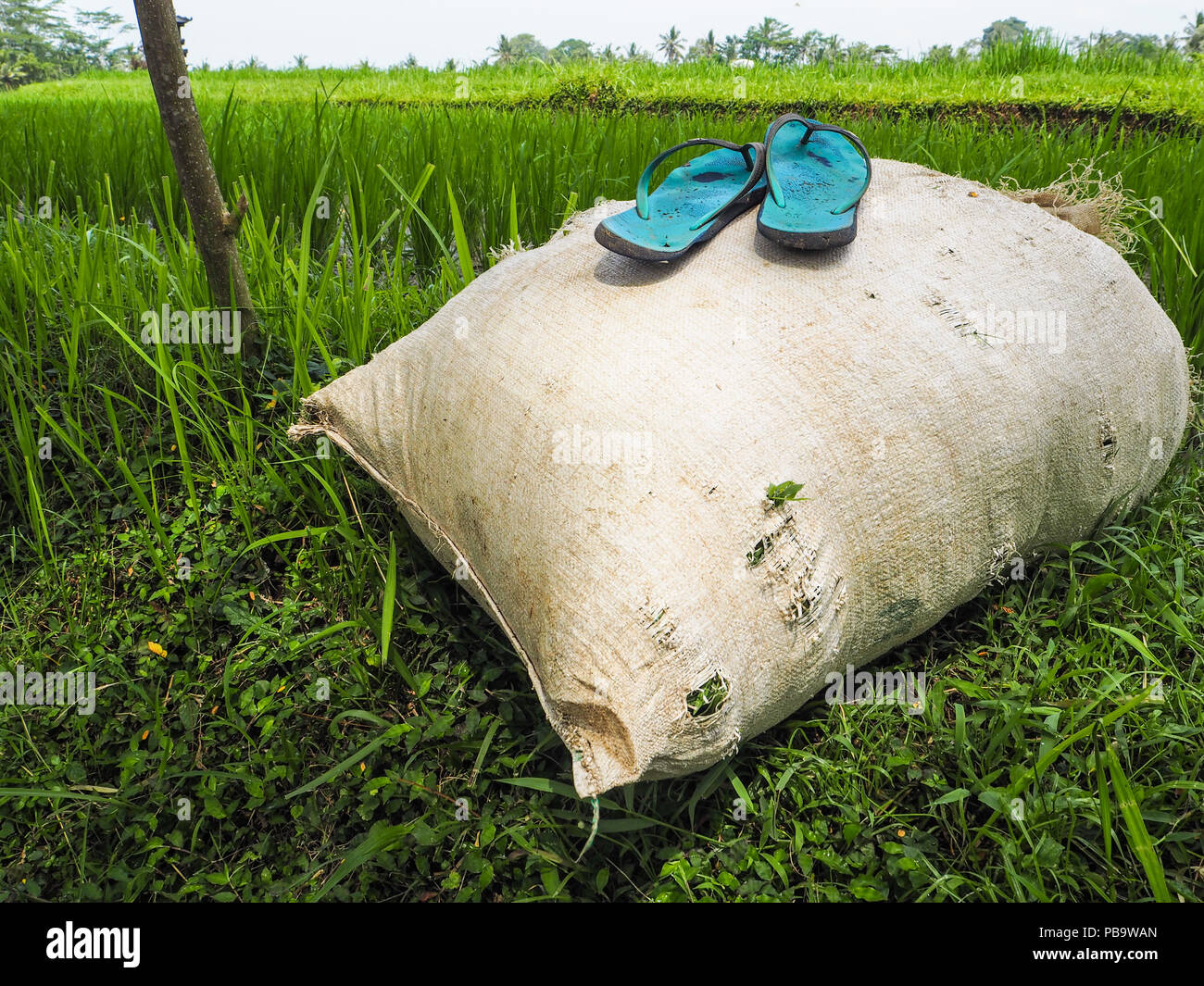 Pair of slippers on top of a bag of rice next to the rice fields in Ubud, Indonesia Stock Photo
