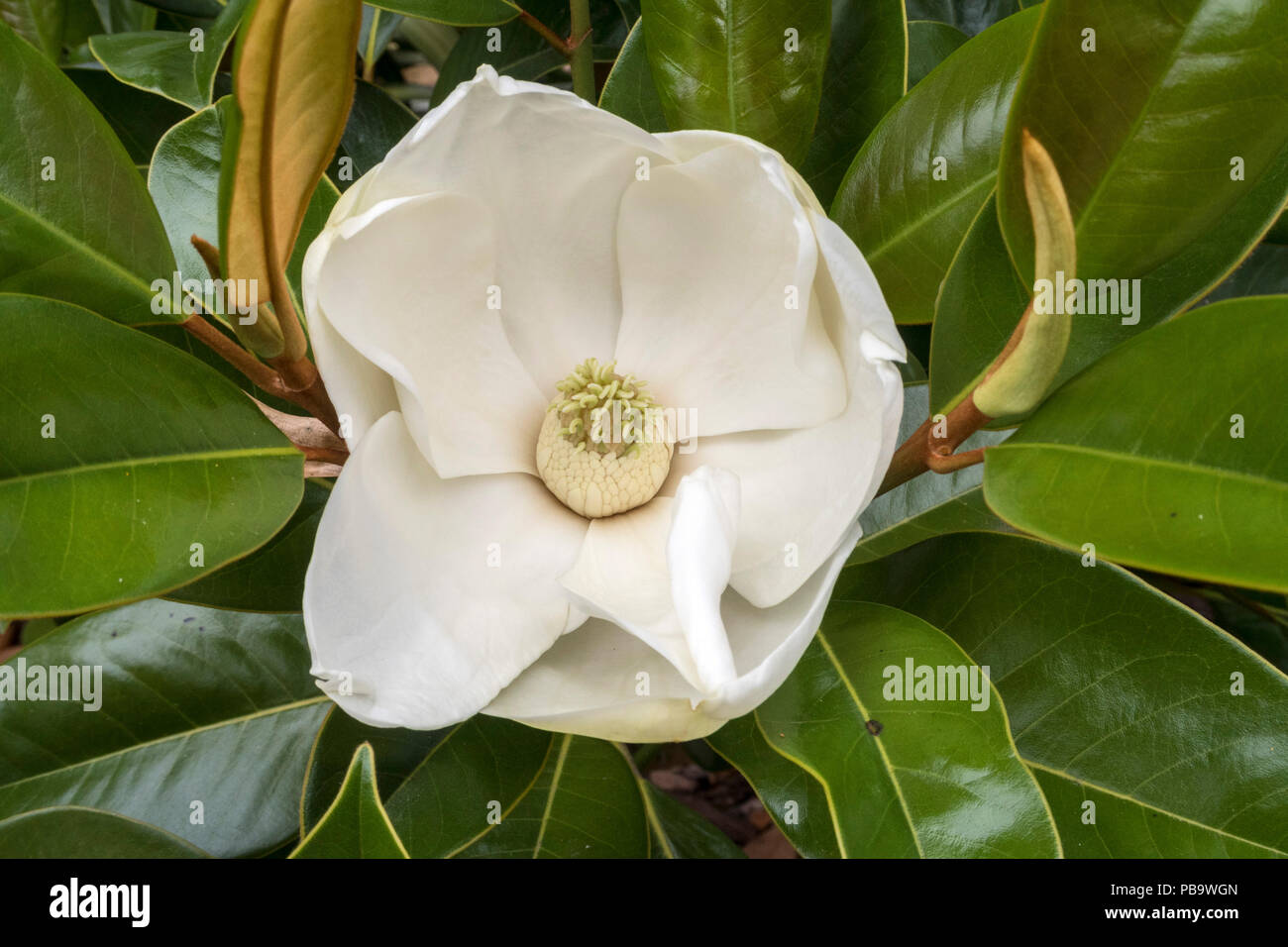 Magnolia grandiflora ferruginea hi-res stock photography and images - Alamy