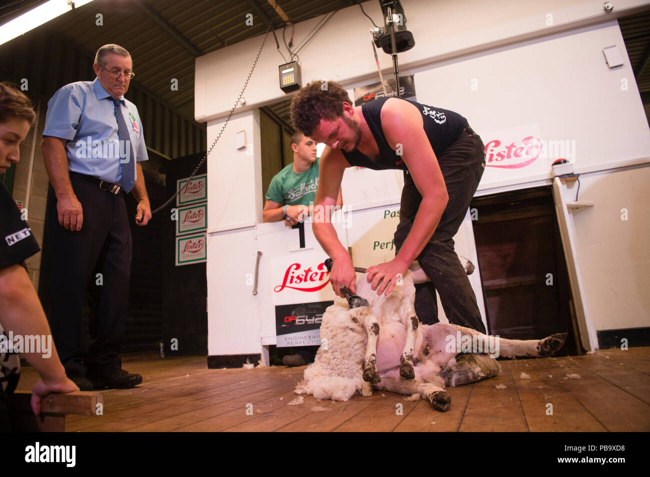Competitors in the sheep shearing contest  at The Royal Welsh Show, the UK's leading agriculture and farming event, held annually at the purpose built show ground at Builth Wells, Powys, Wales Stock Photo