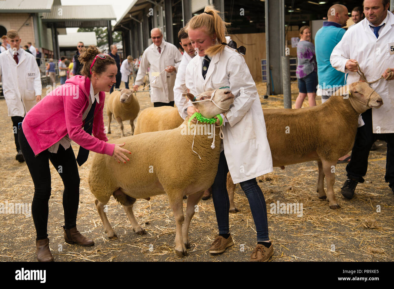 Farmers preparing  their prize sheep for competition   at The Royal Welsh Show, the UK's leading agriculture and farming event, held annually at the purpose built show ground at Builth Wells, Powys, Wales Stock Photo