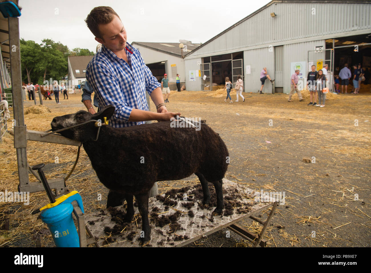 A Farmer preparing  his prize  Blue Texel sheep for competition   at The Royal Welsh Show, the UK's leading agriculture and farming event, held annually at the purpose built show ground at Builth Wells, Powys, Wales Stock Photo