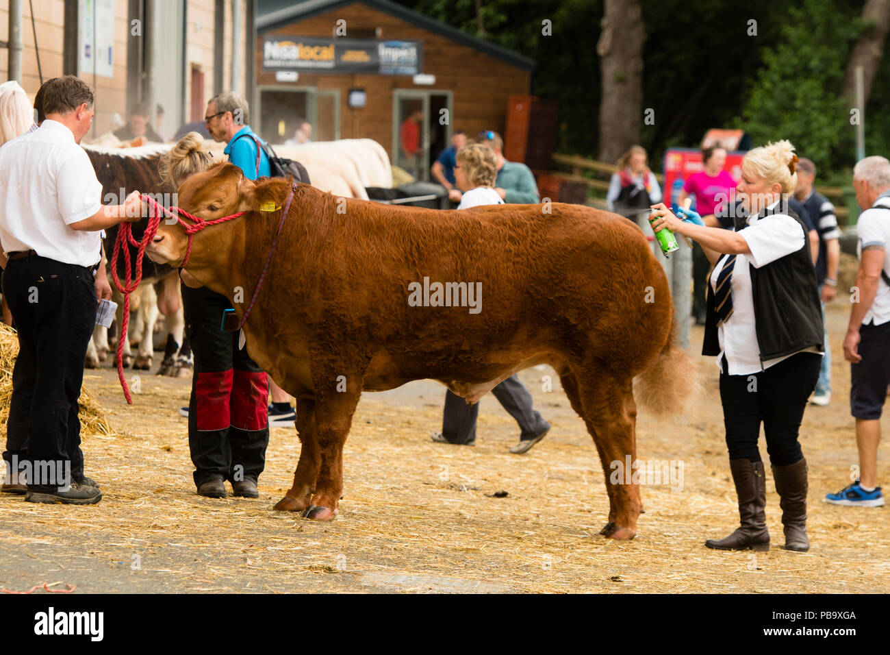 Preparing a bull for display and competition   at The Royal Welsh Show, the UK's leading agriculture and farming event, held annually at the purpose built show ground at Builth Wells, Powys, Wales Stock Photo