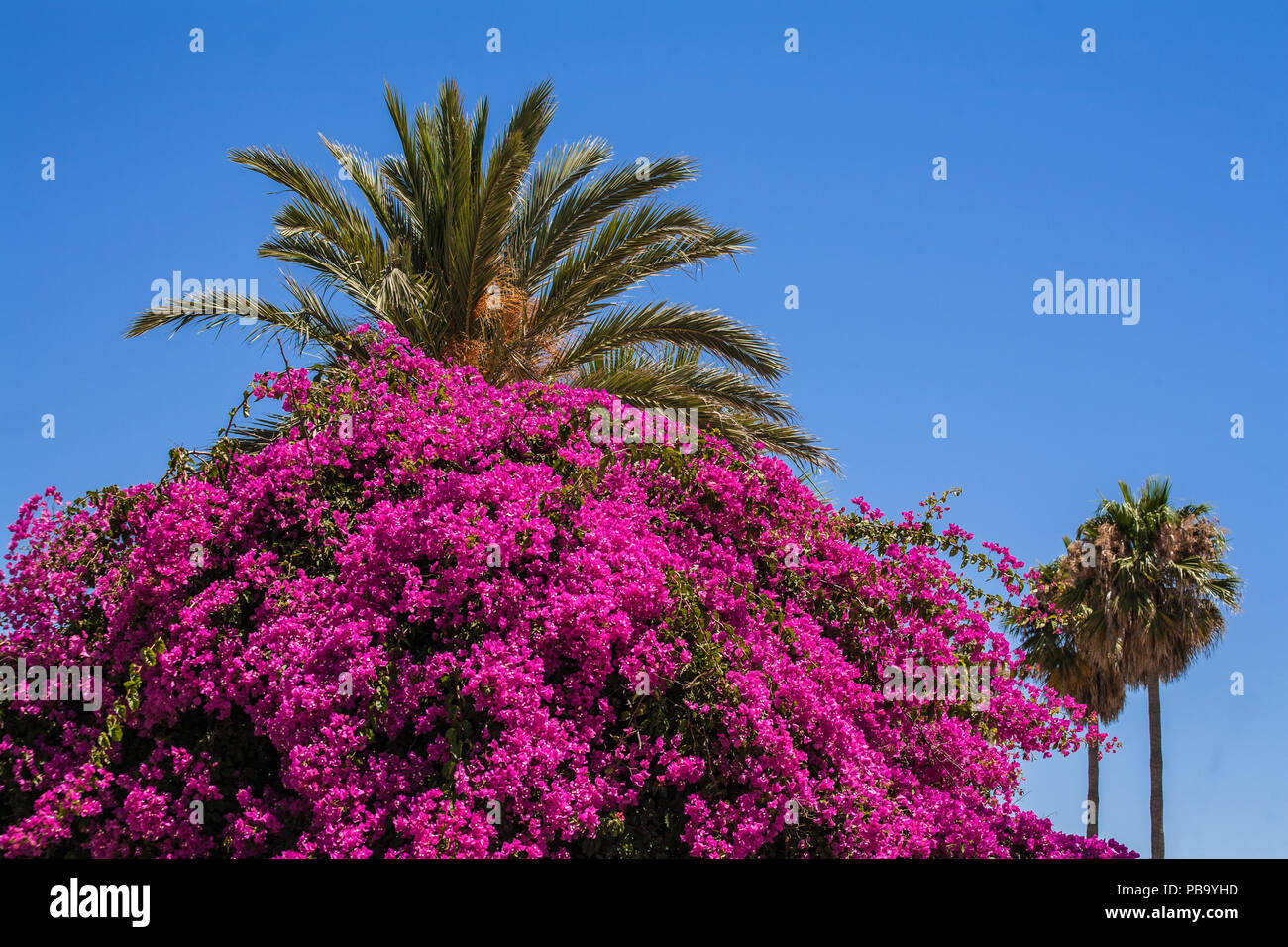 colorful bougainvillea  & palm trees in Spain, Stock Photo