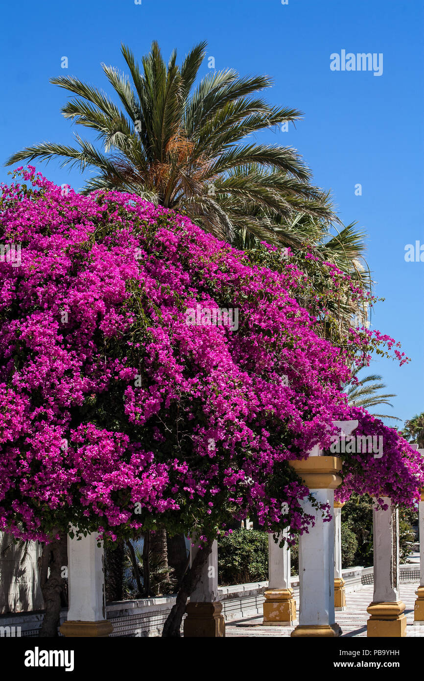 colorful bougainvillea  & palm trees in Spain, Stock Photo