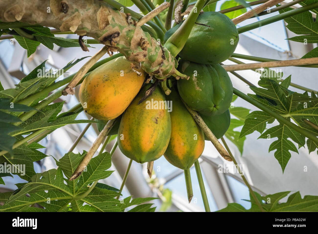 Papaya (Carica papaya) plant showing heavy fruit crop and leaves. Stock Photo