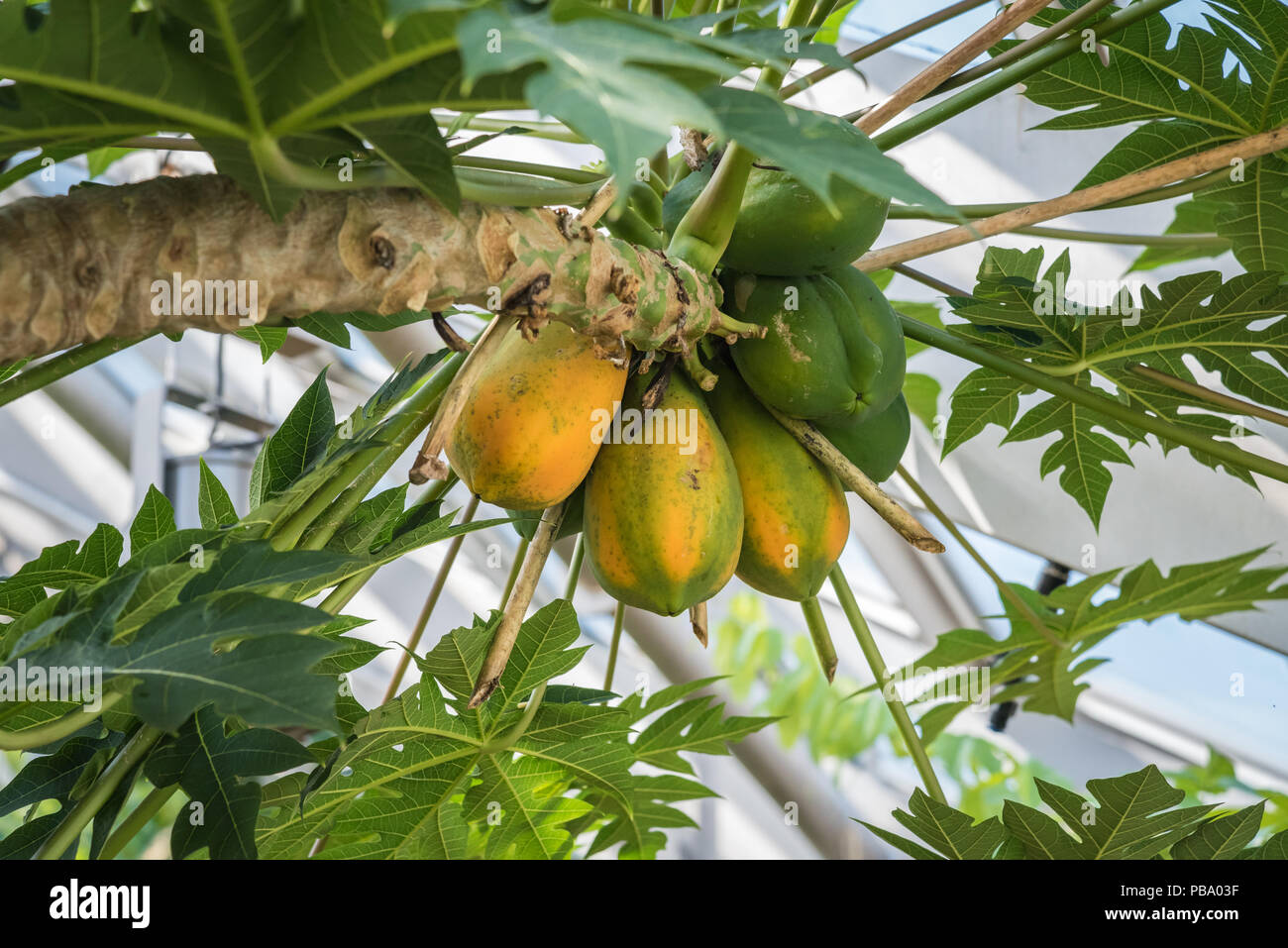 Papaya (Carica papaya) plant showing heavy fruit crop and leaves. Stock Photo