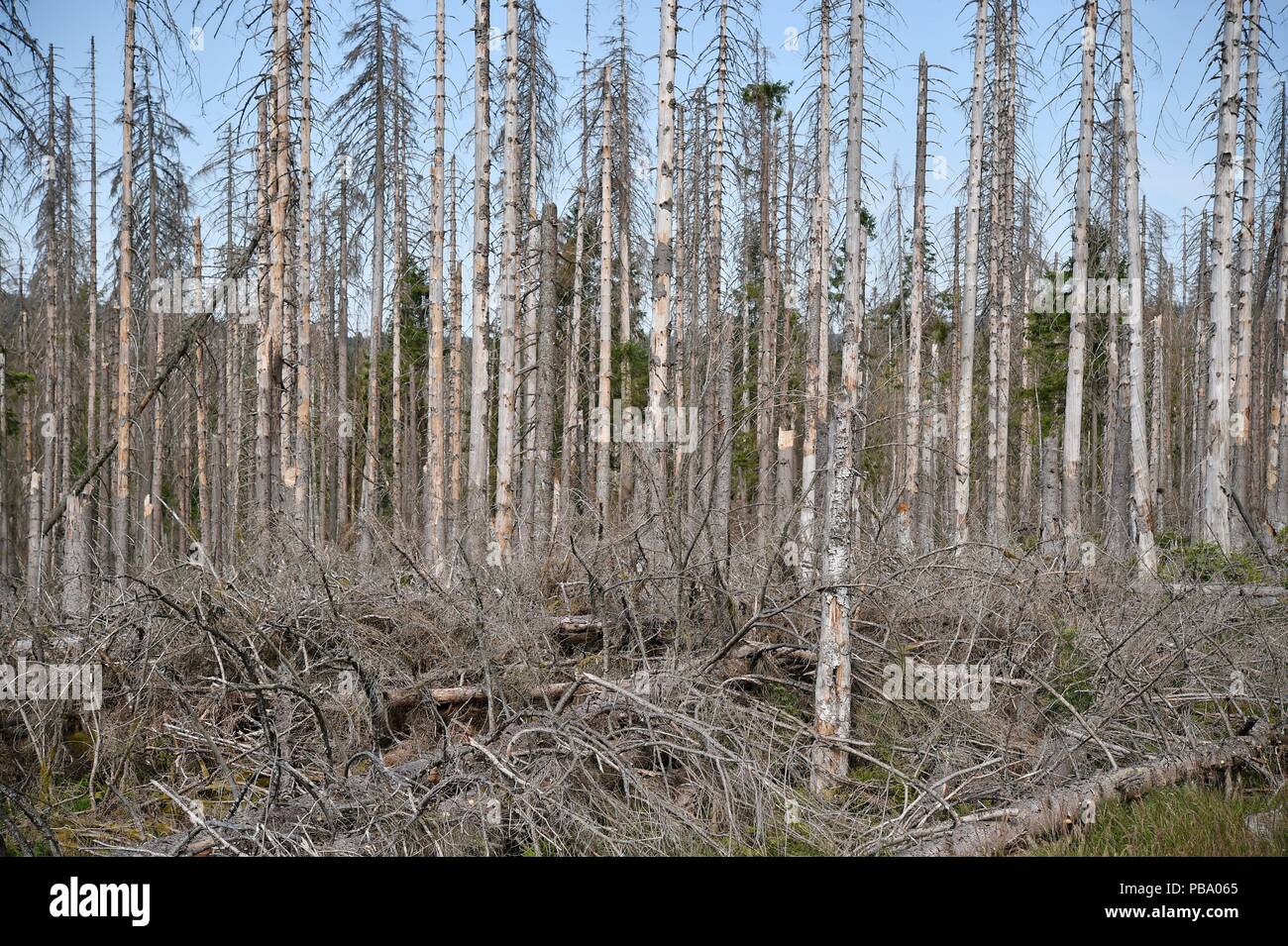 Dead trees in the harz mountains, Germany, near city of Oderbrück, 26