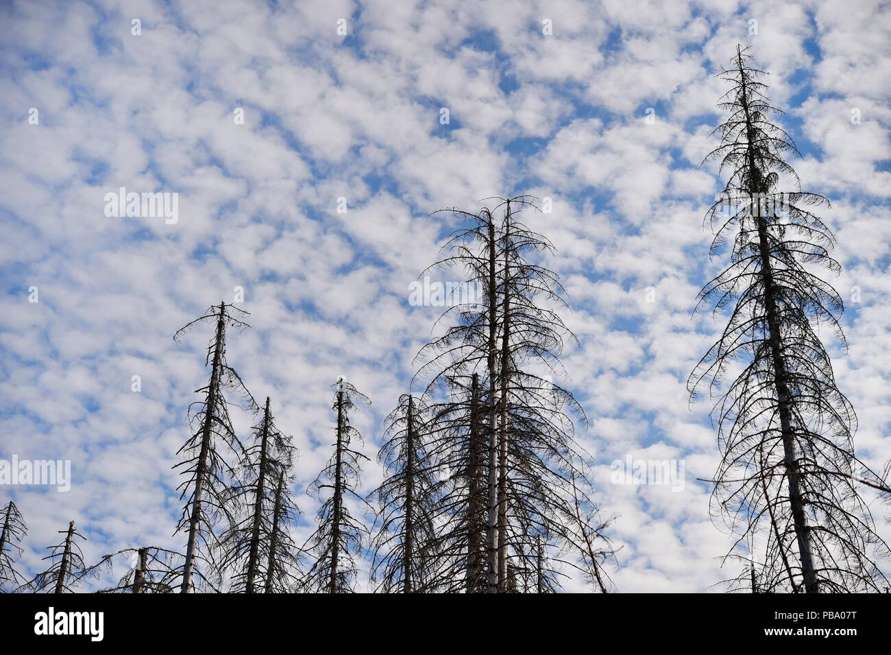 Dead trees in the harz mountains, Germany, near city of Oderbrück, 26
