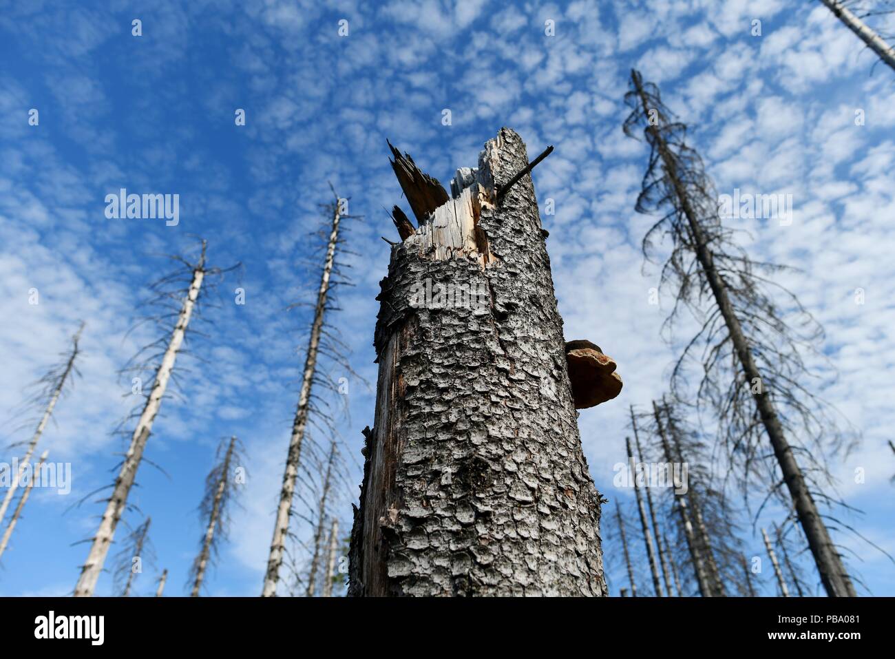 Dead trees in the harz mountains, Germany, near city of Oderbrück, 26
