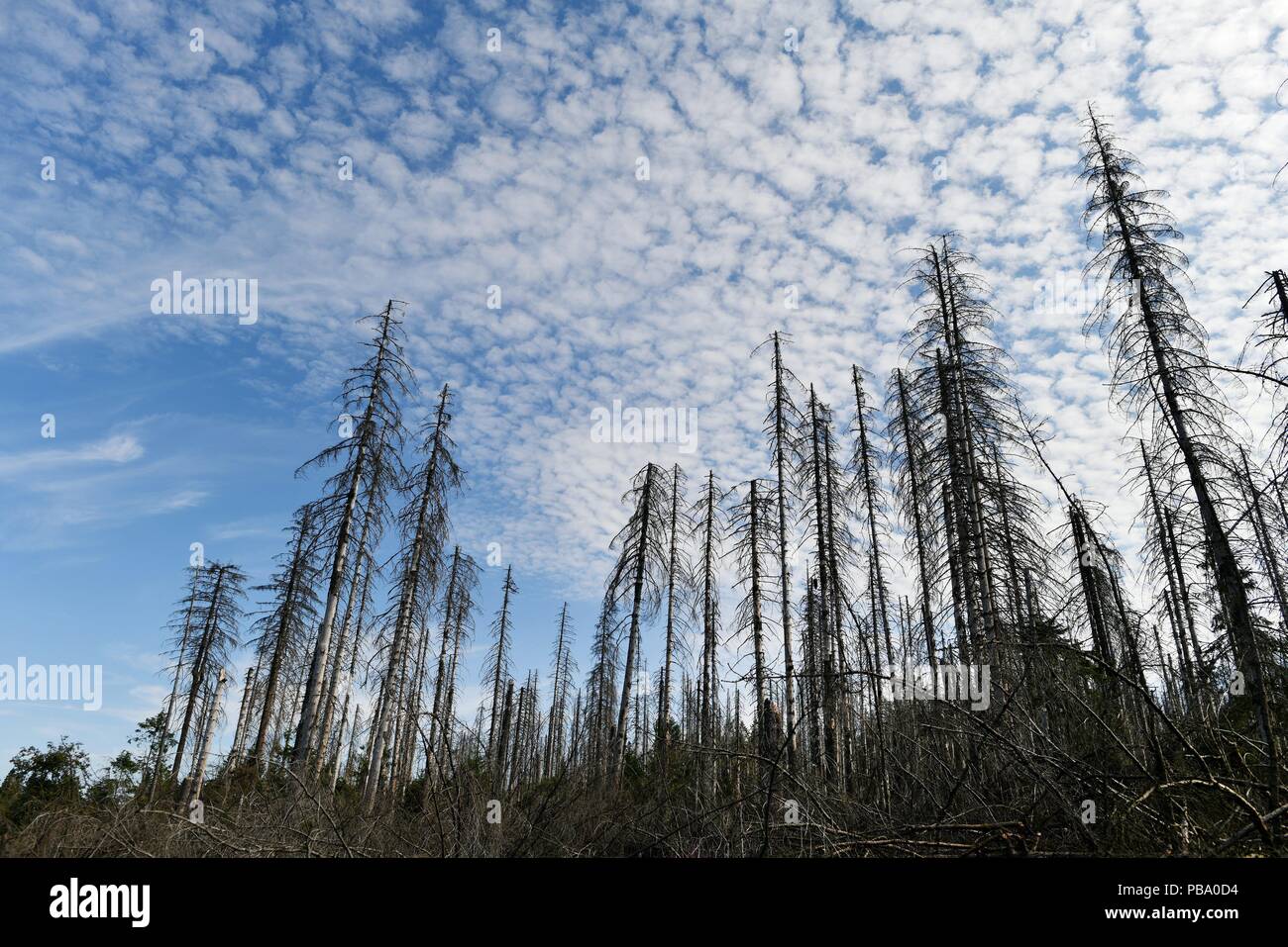 Dead trees in the harz mountains, Germany, near city of Oderbrück, 26