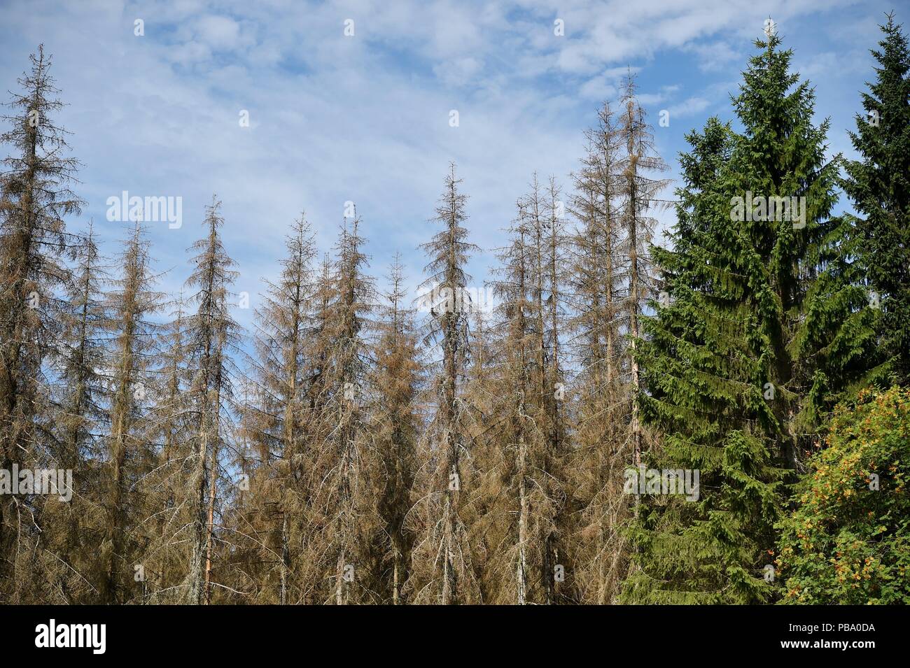 Dead trees in the harz mountains, Germany, near city of Oderbrück, 26