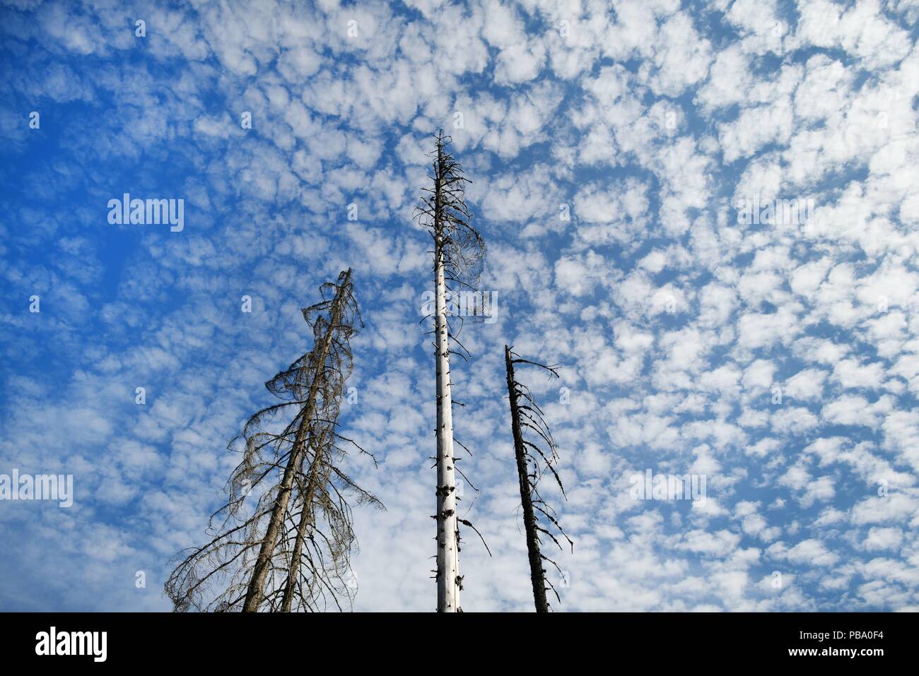 Dead trees in the harz mountains, Germany, near city of Oderbrück, 26