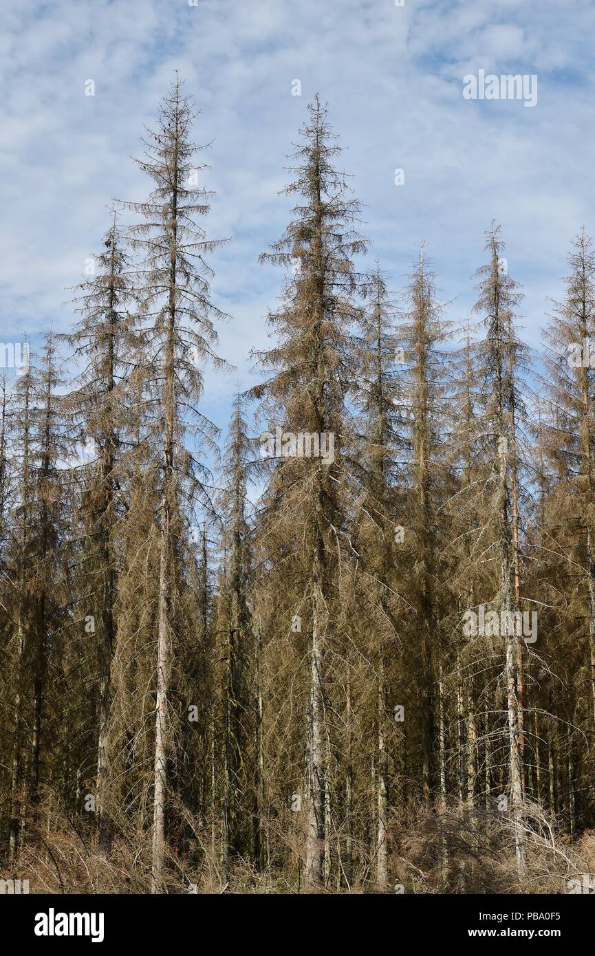 Dead trees in the harz mountains, Germany, near city of Oderbrück, 26