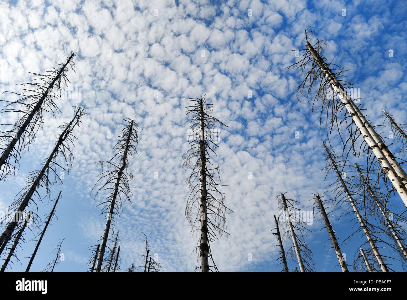 Dead trees in the harz mountains, Germany, near city of Oderbrück, 26