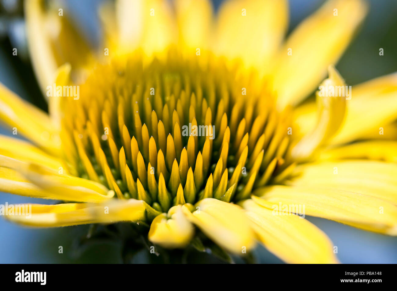 Yellow flower Sea Oxeye Daisy Borrichia frutescens outdoors Stock Photo Alamy