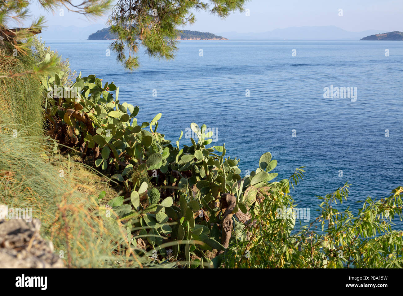 View of Aegean sea bay with grass and cactuses on foreground, Skiathos island, Greece Stock Photo
