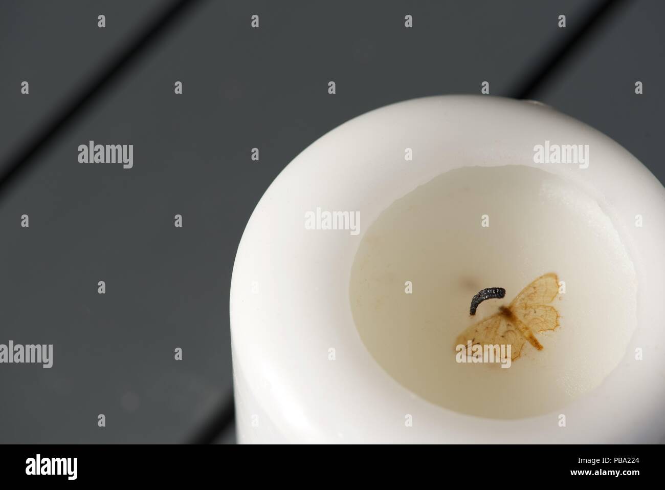 Candle and Moth a victim from the night before, a moth is encapsulated