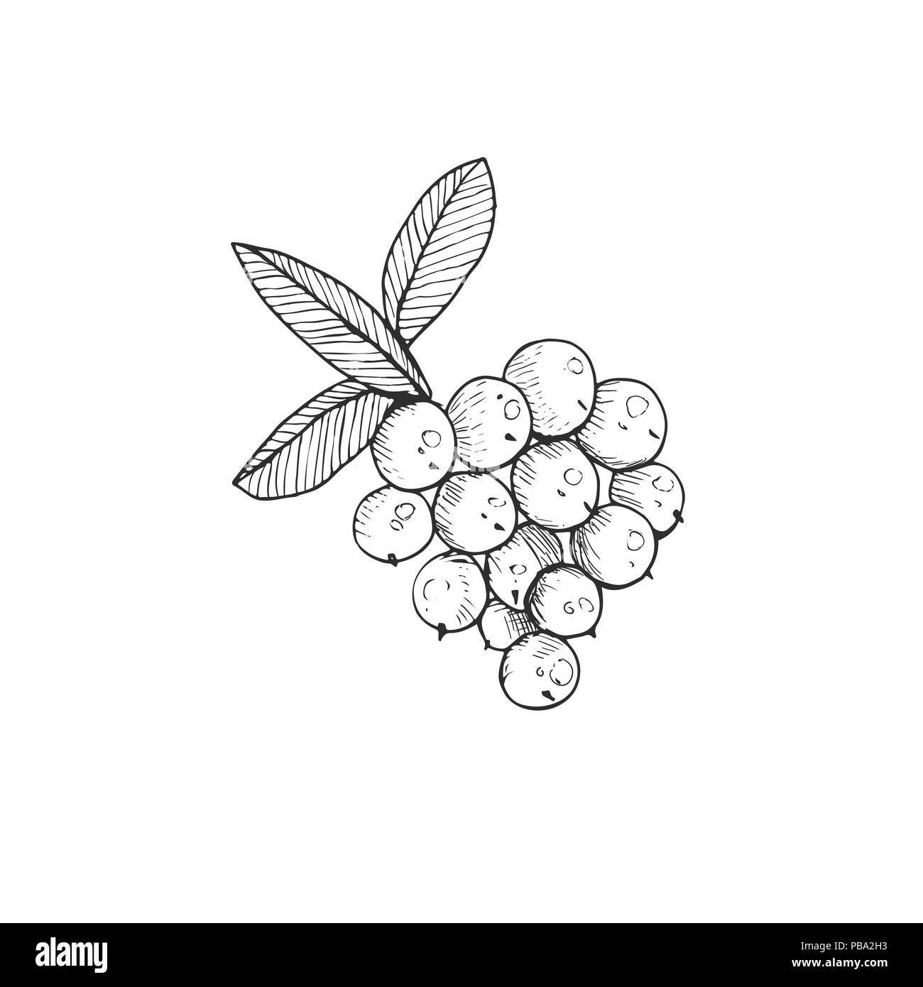 Cranberry vector illustration. Wild berries sketch isolated on white