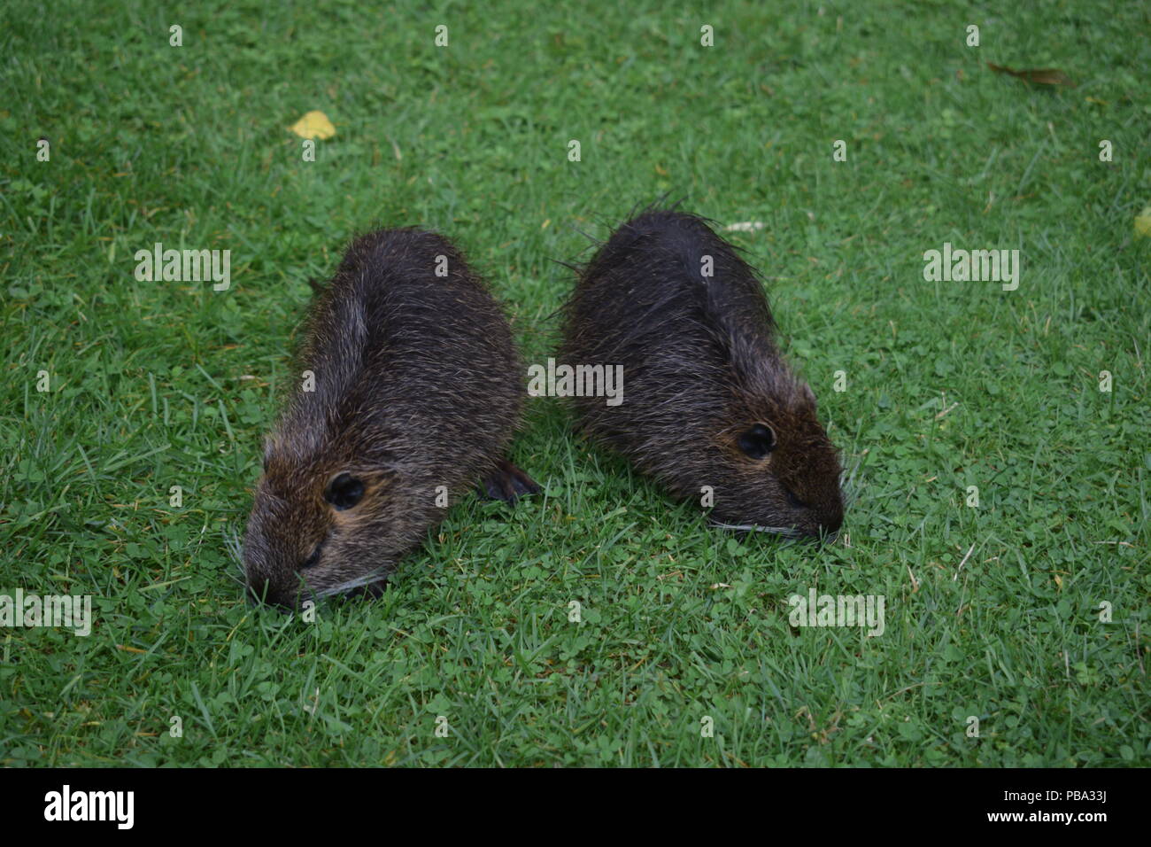 Two coypus on grass Stock Photo