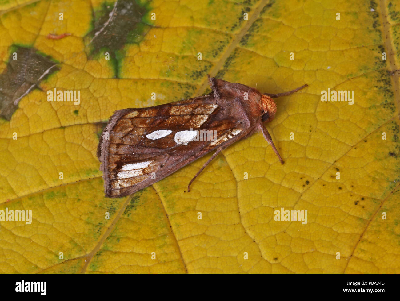 Gold Spot (Plusia festucae) adult at rest on leaf  Eccles-on-Sea, Norfolk           September Stock Photo