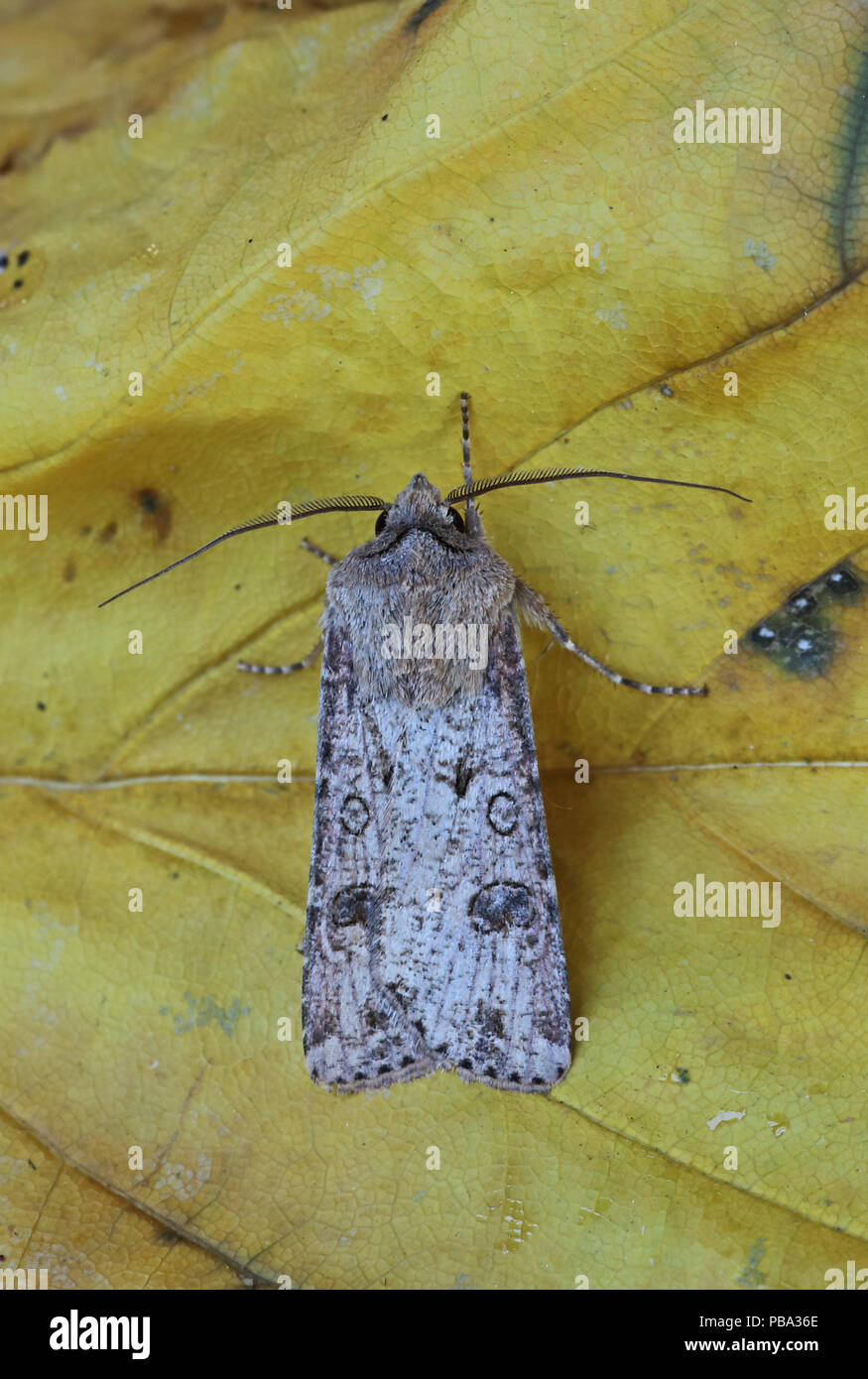 Turnip moth hires stock photography and images Alamy