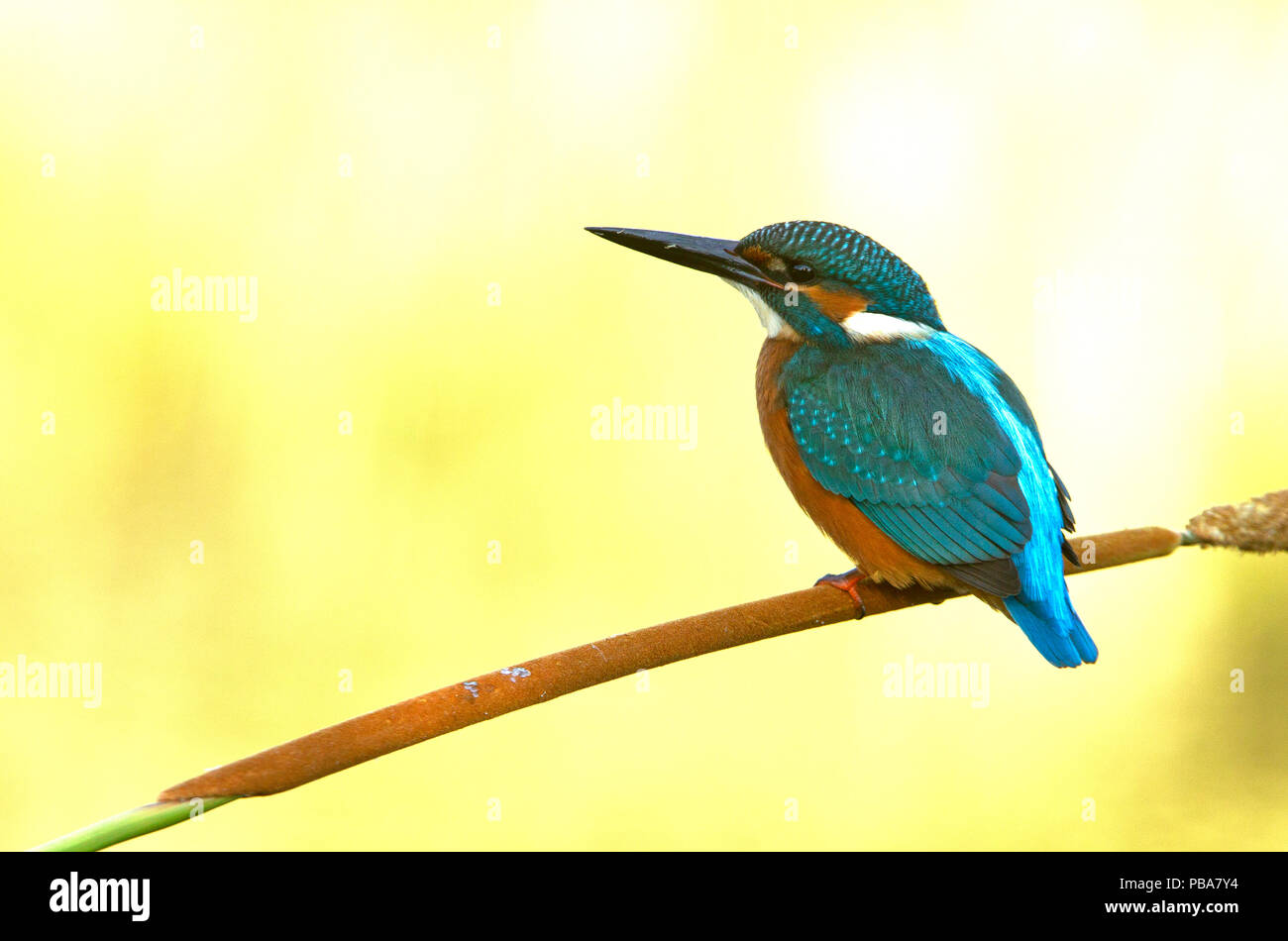 Closeup kingfisher atthis alcedo hi-res stock photography and images ...