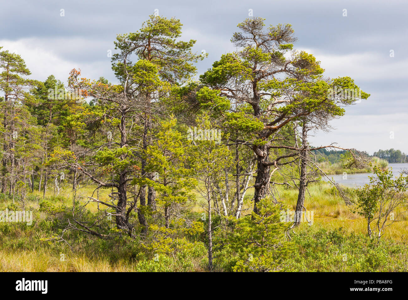 Old Pine tree on a bog Stock Photo Alamy