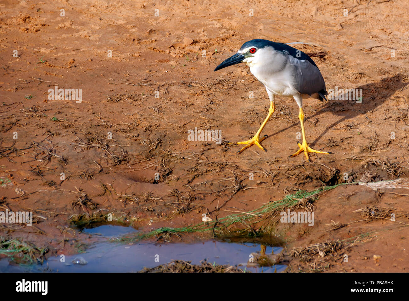 Black-crowned night heron bird standing near the water Stock Photo