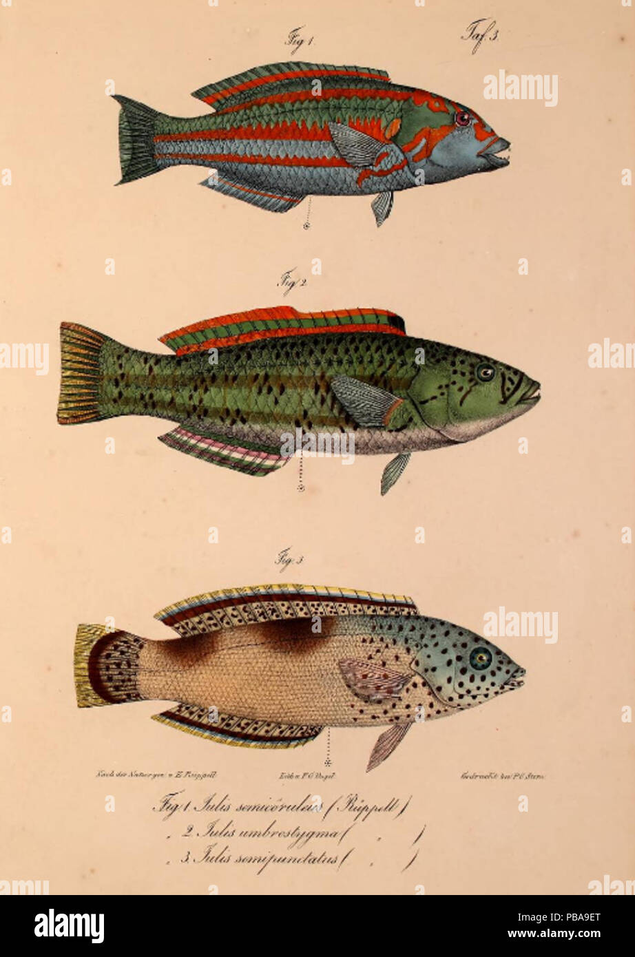 1092 Neue Wirbelthiere zu der Fauna von Abyssinien gehörig (1835) Thalassoma purpureum &amp; Coris aygula Stock Photo