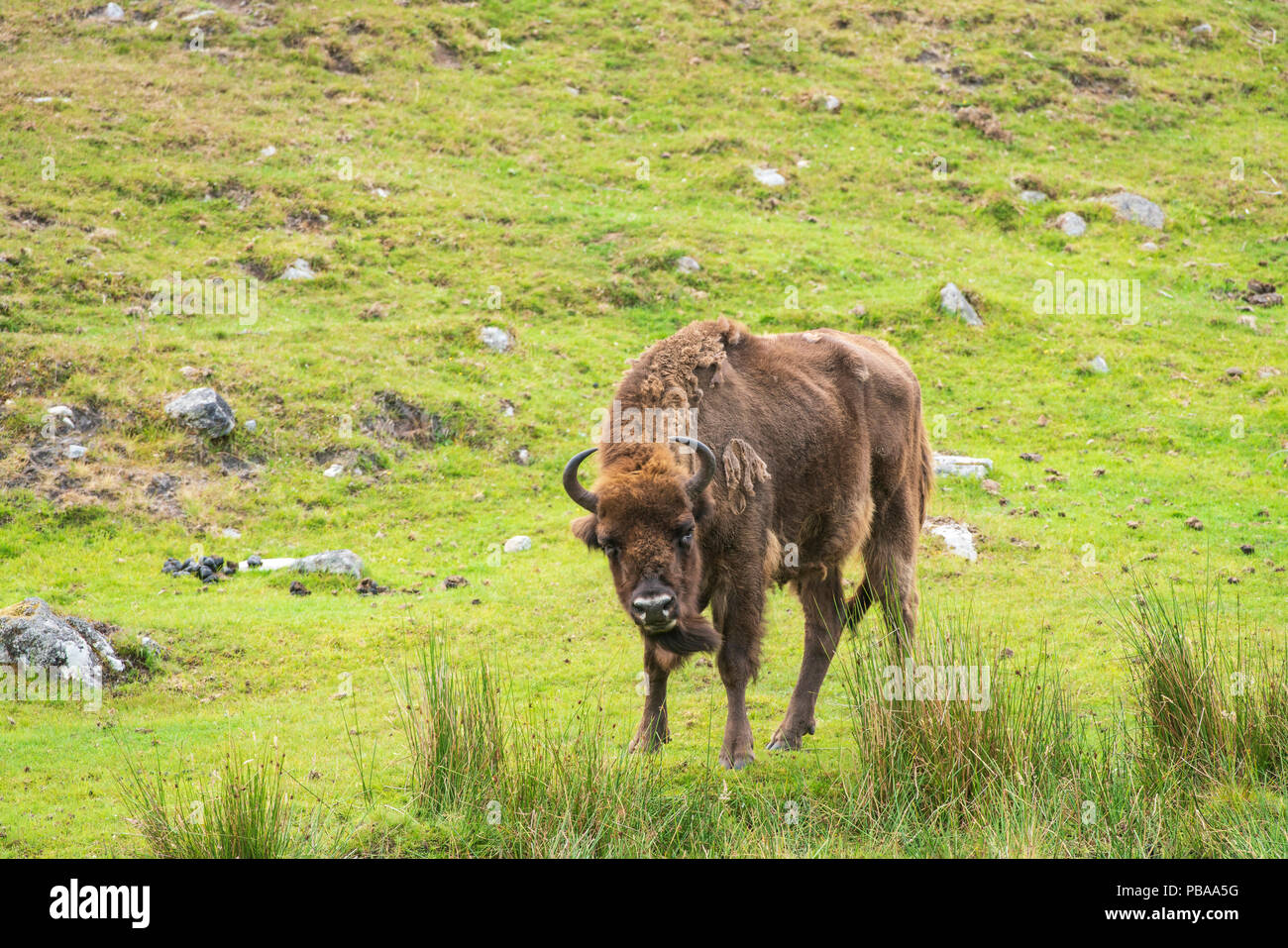 European bison, Bison bonasus,part of a small captive breeding program