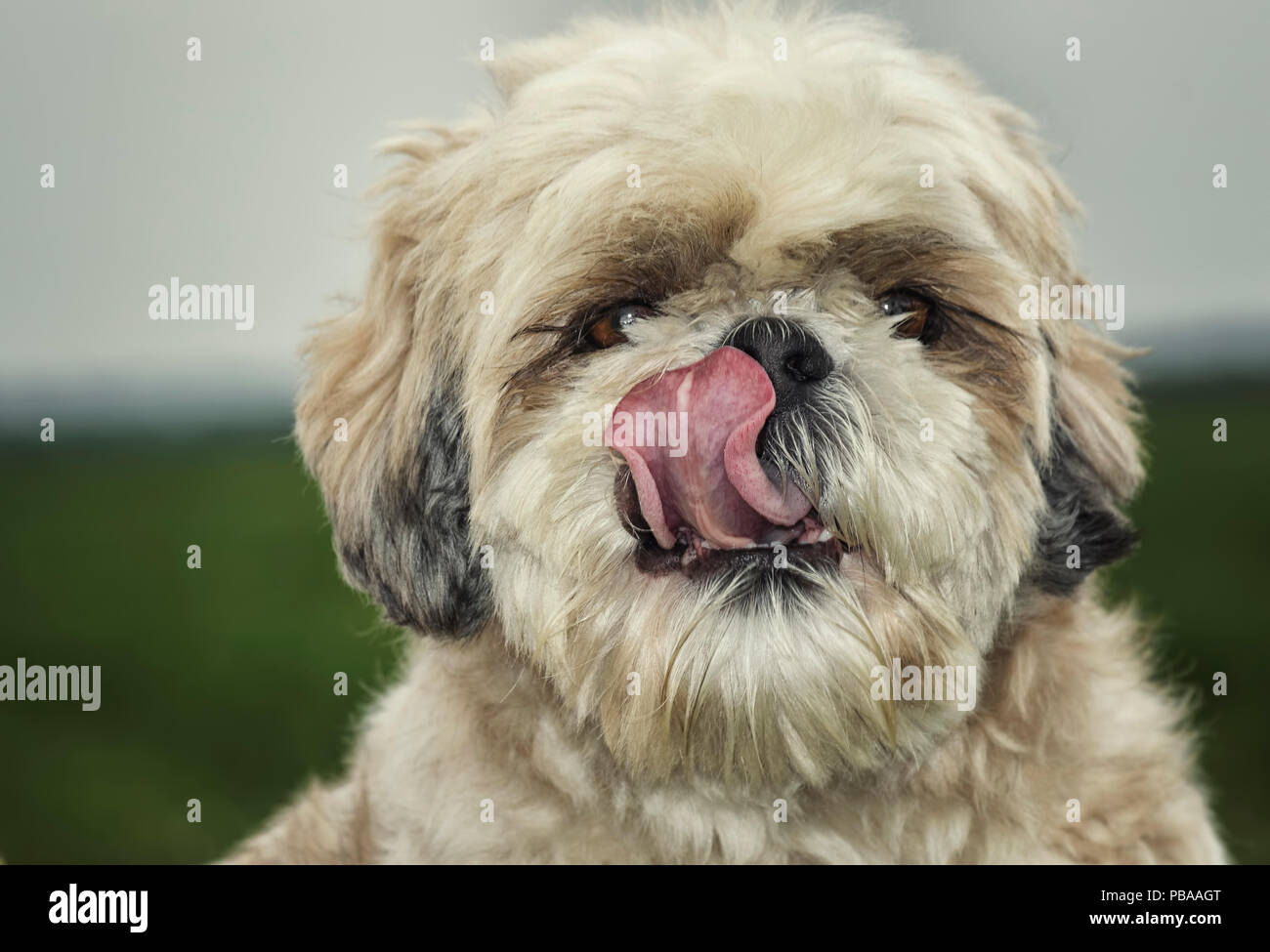 The portrait of cute shitzu pet dog Stock Photo