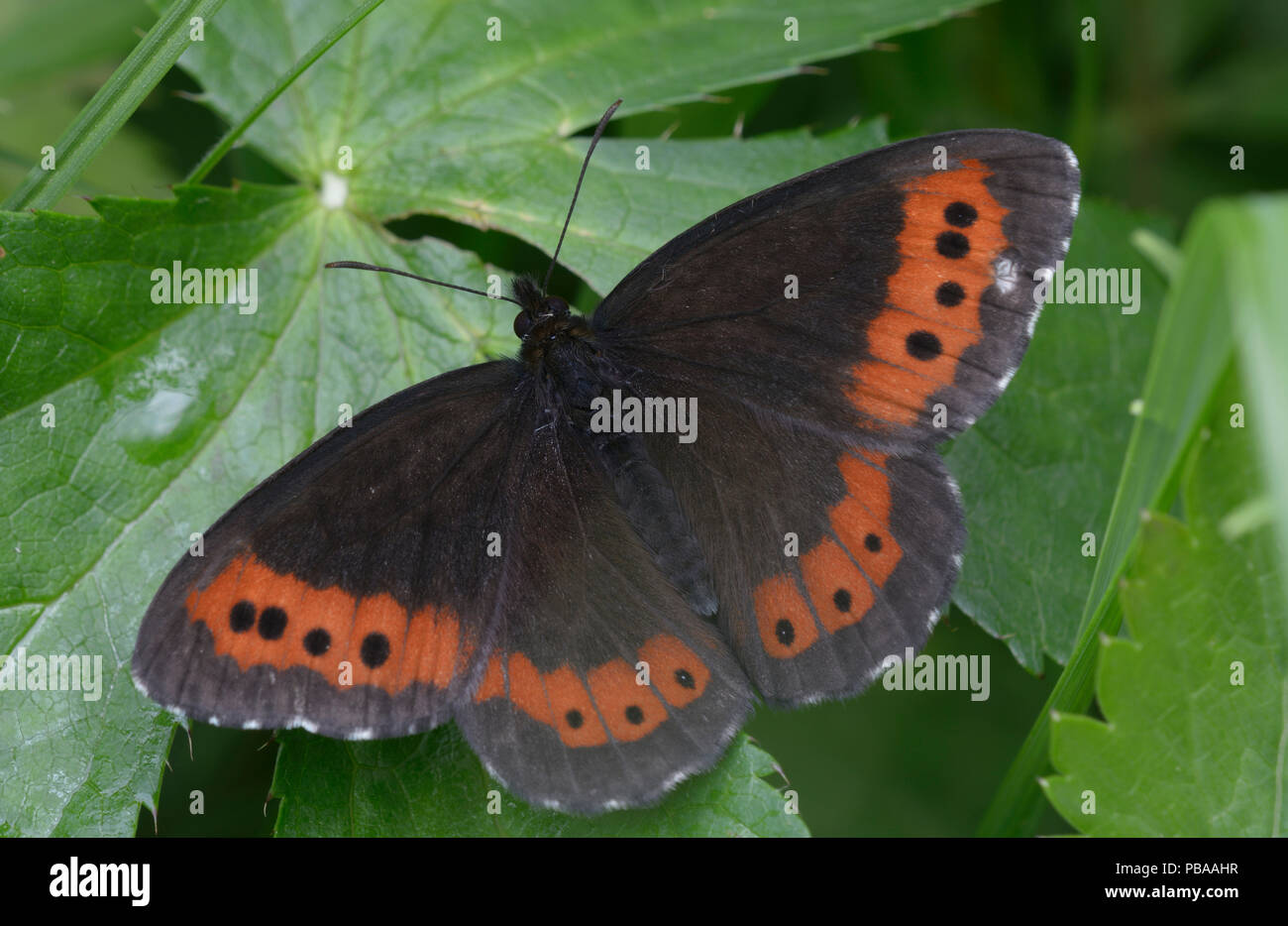Black butterfly with red-spotted wings sitting on a green leaf Stock Photo