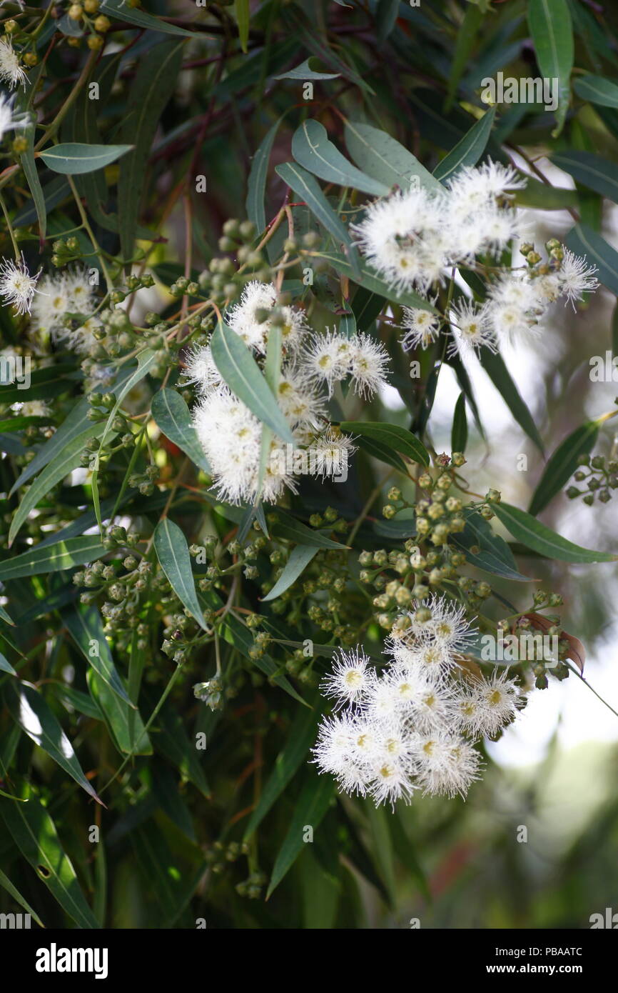 White eucalyptus tree blossom, Port Stephens, NSW, Australia Stock Photo