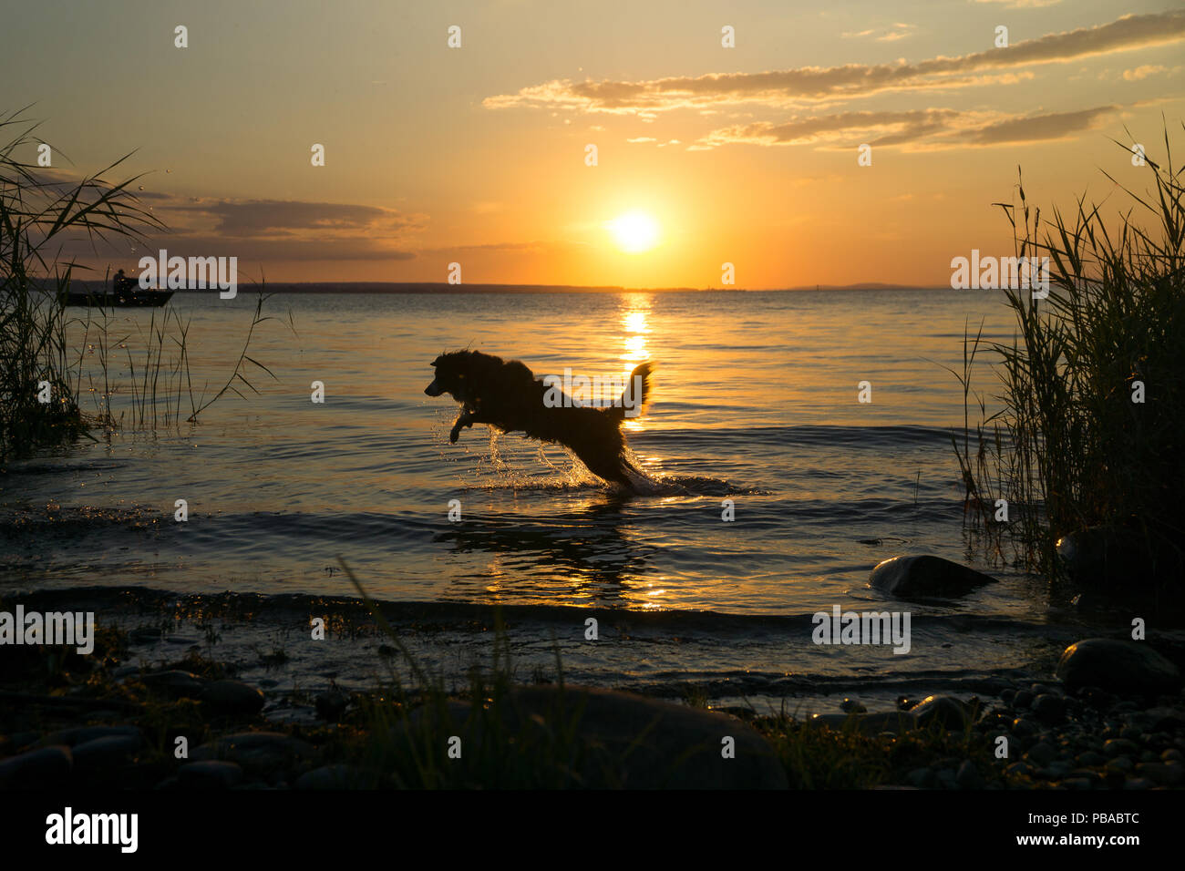 Mili the Miniature Australian Shepherd, fun in water, sunset Stock Photo