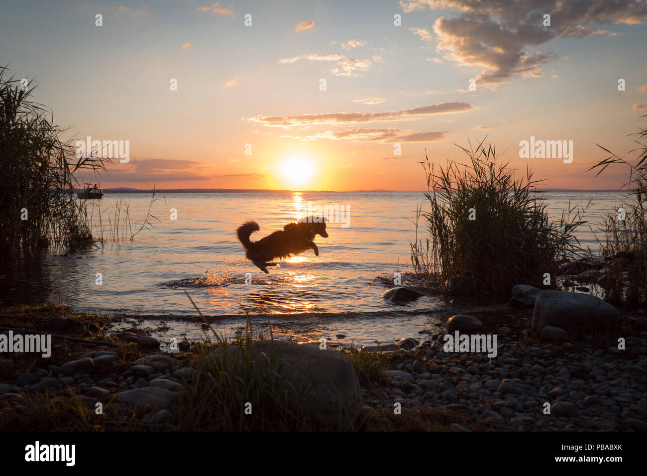 Mili the Miniature Australian Shepherd, fun in water, sunset Stock Photo