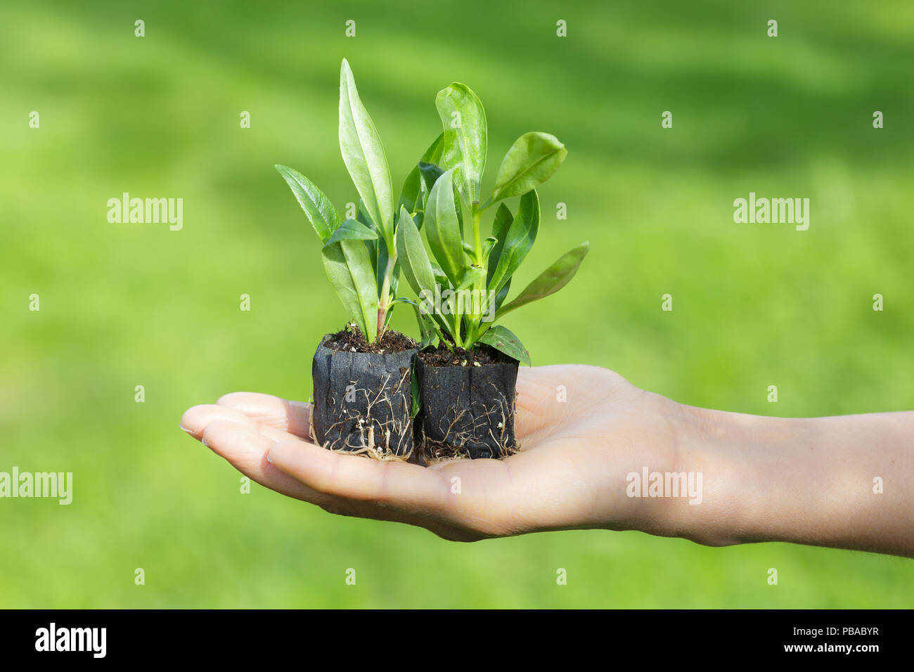 A woman gardener holds plug plants in the palm of her hand. Green garden appears in the background Stock Photo