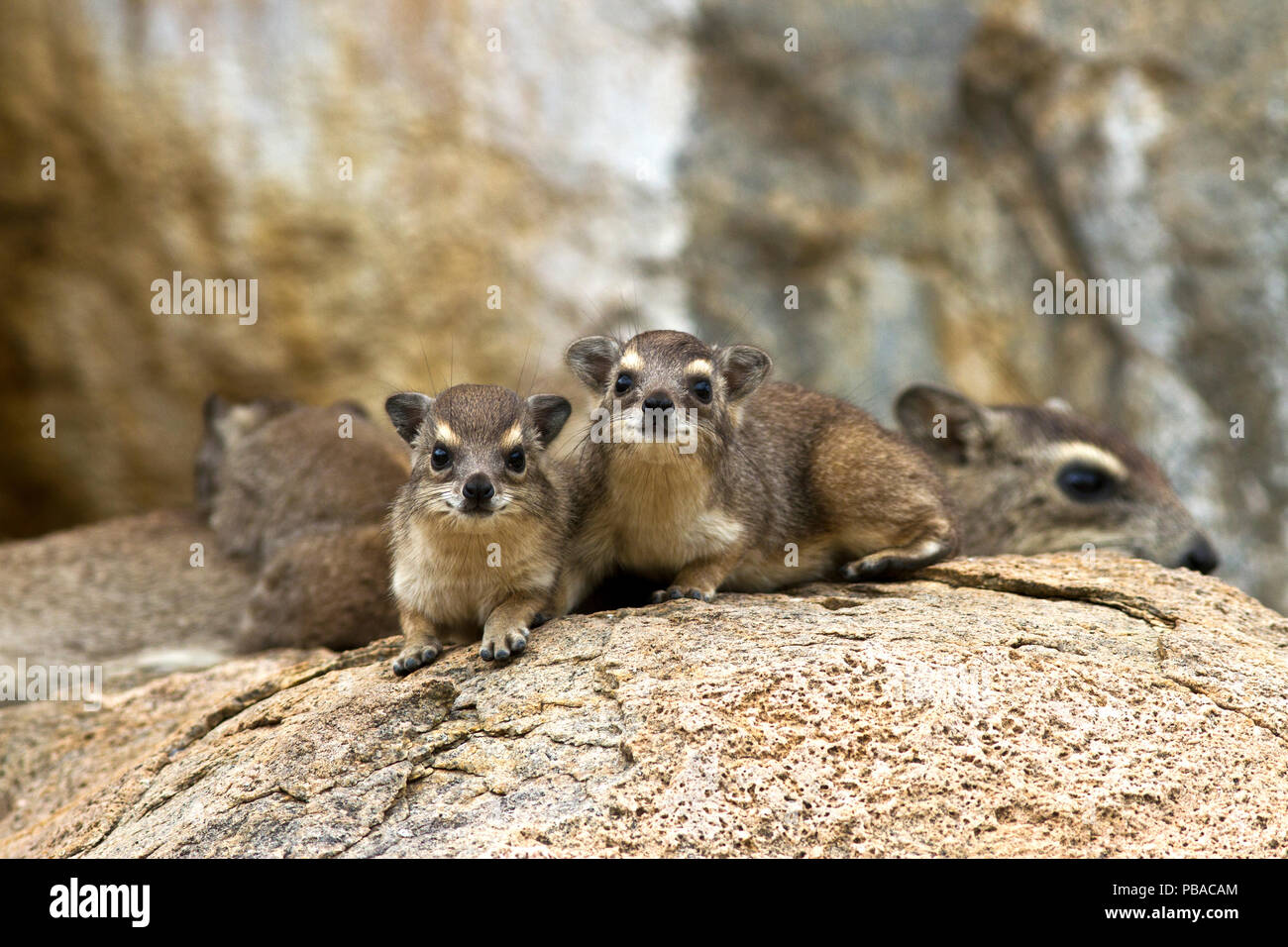Twin hyrax rest during the heat of the day, close to mother and refuge. Stock Photo