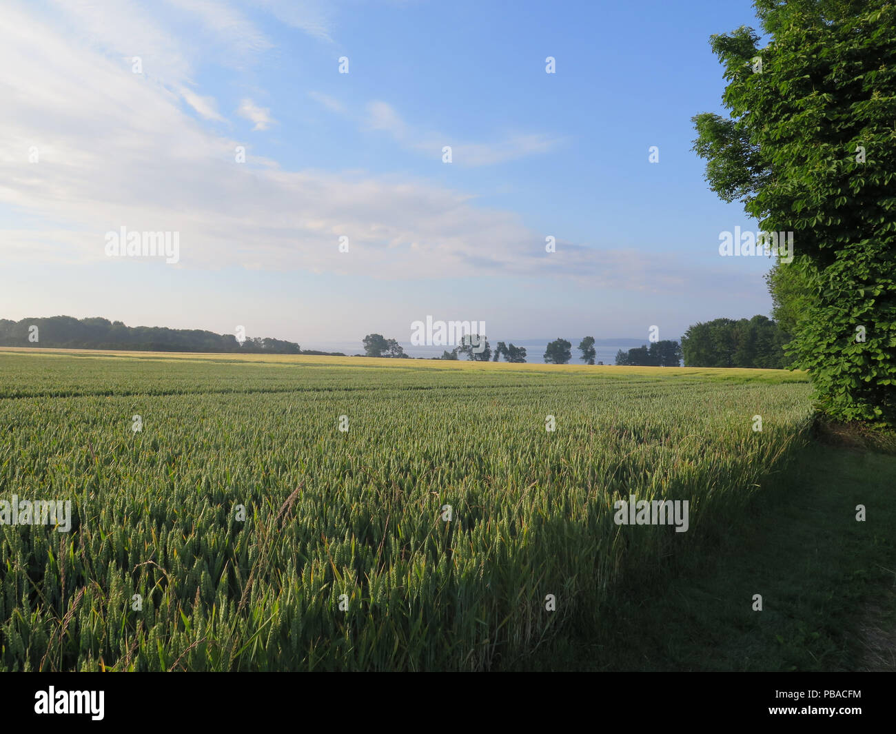 Wheat field in sunlight in southern Denmark Stock Photo - Alamy