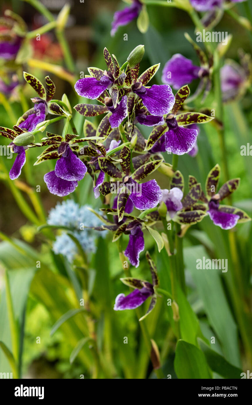 Zygopetalum Orchid in full bloom Stock Photo