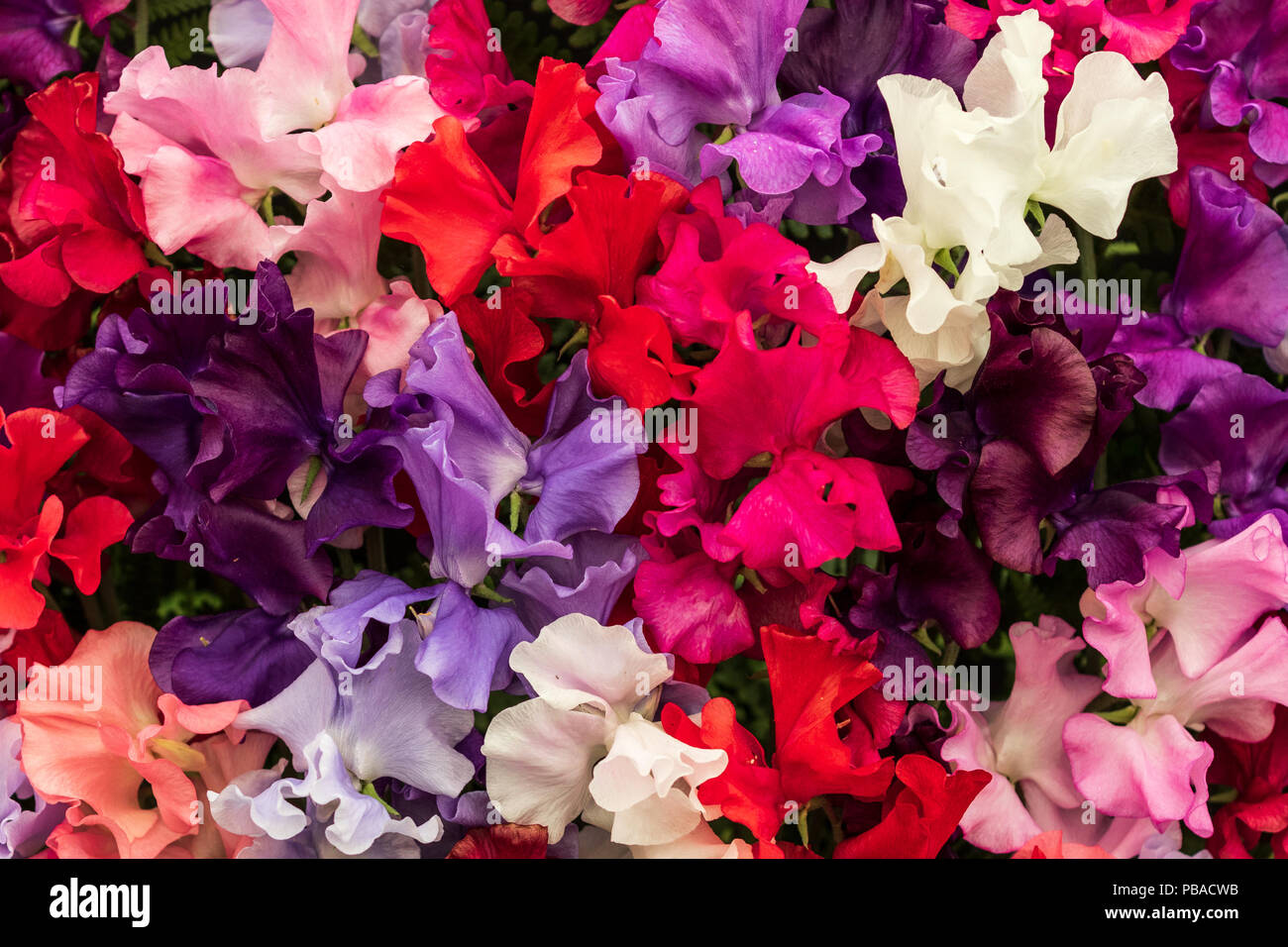 A Beautiful Background Of Sweet Pea In Full Bloom Stock Photo Alamy a-beautiful-background-of-sweet-pea-in-full-bloom-stock-photo-alamy