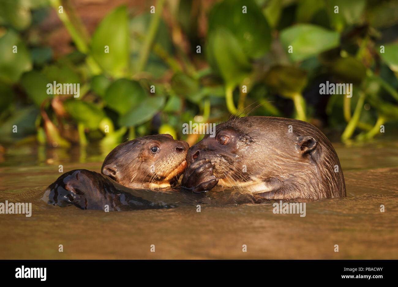 Giant Otter (Pteronura brasiliensis) adult with young in water, Pantanal, Brazil Stock Photo