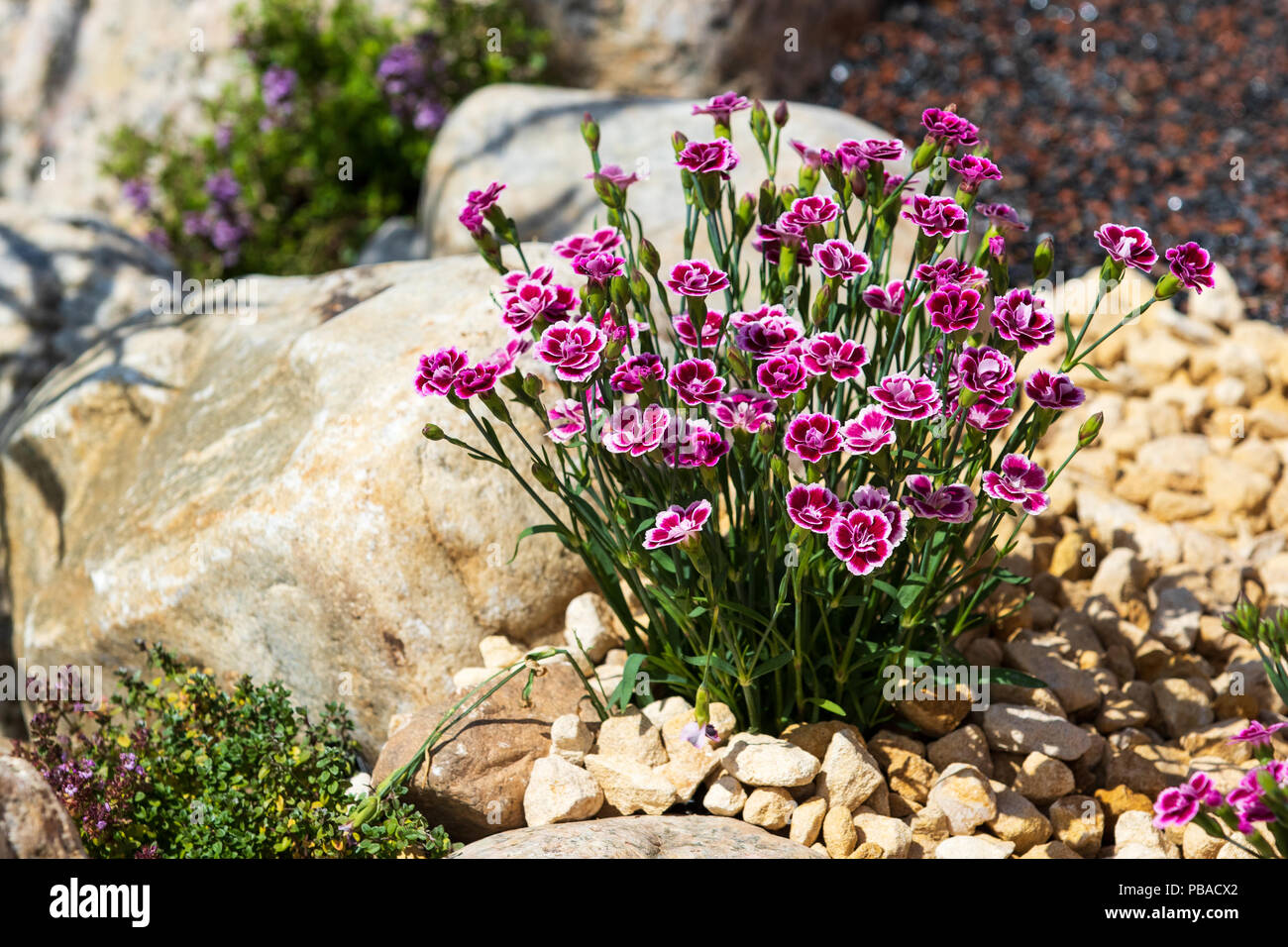 A beautiful Dianthus  in full bloom Stock Photo