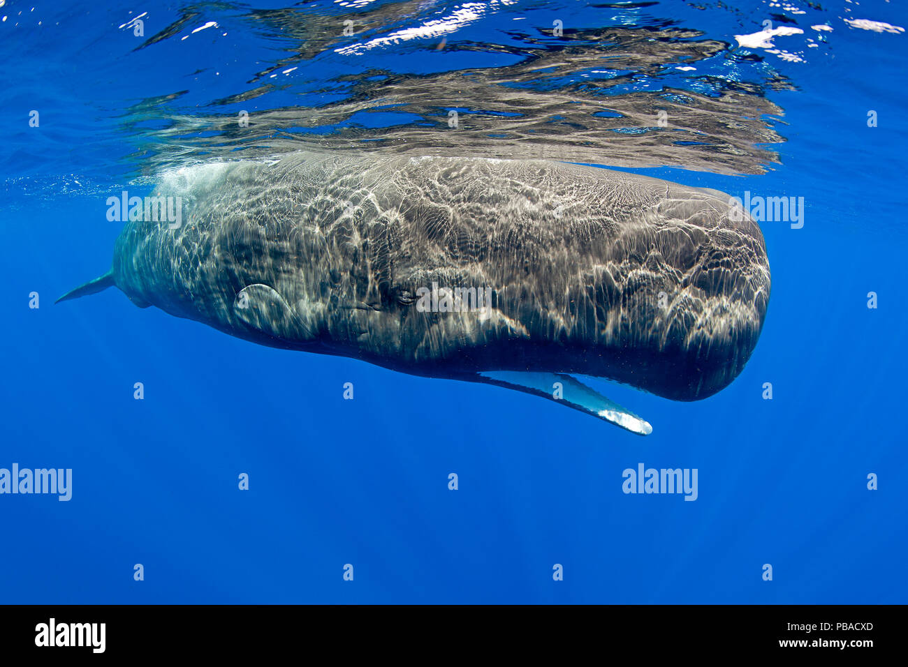 sperm whale vs blue whale