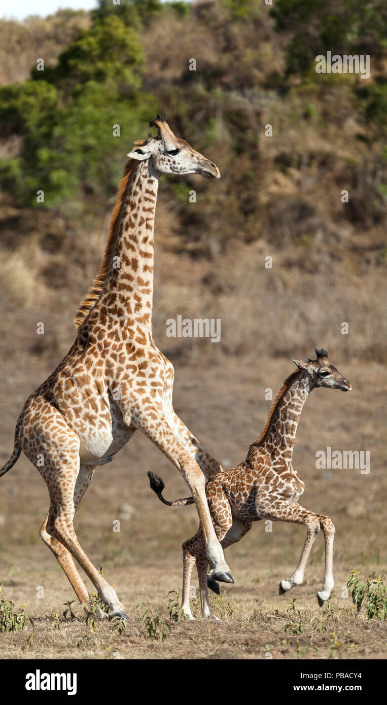 Masai giraffe (Giraffa camelopardalis tippelskirchi) pushing baby, Arusha National Park, Tanzania, East Africa, September. Stock Photo
