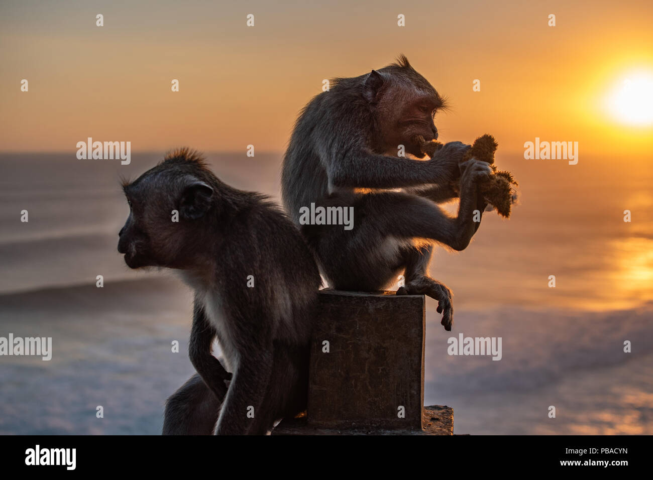 Monkey near ocean Eating soft toy at sunrise. Indian ocean Stock Photo