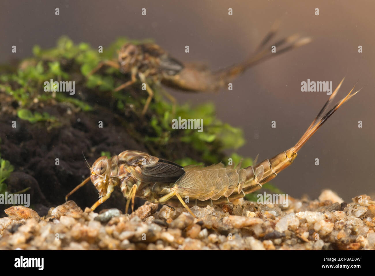 Summer mayfly nymphs (Siphlonurus lacustris), Europe, May.  Controlled conditions. Stock Photo