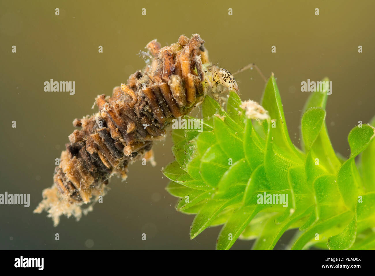 Casebuilding caddisfly larva (Trichoptera), Europe, June. Controlled
