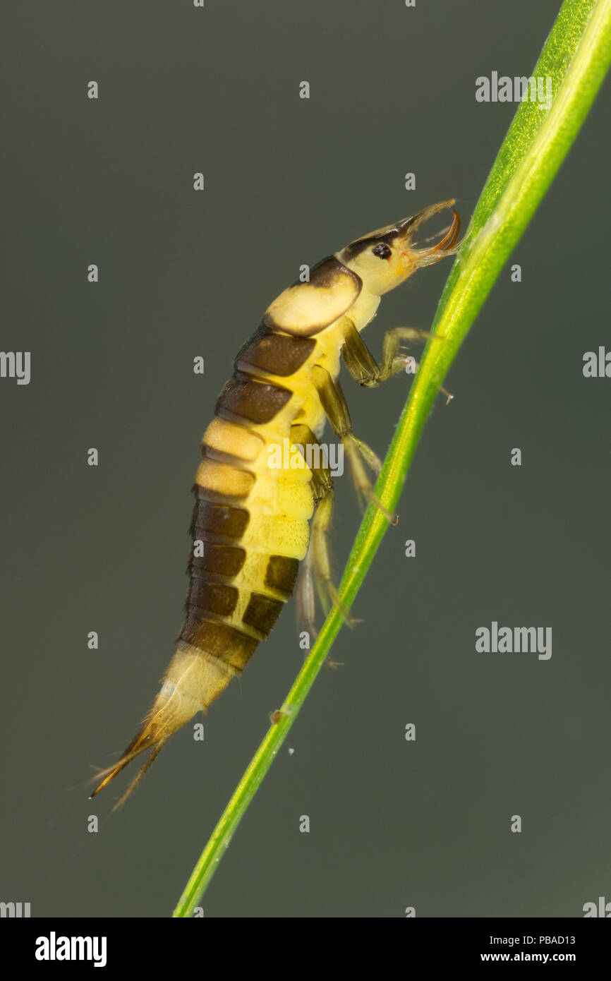 Diving beetle larva (Hyphydrus ovatus), Europe, June. Controlled